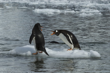 Obraz premium Gentoo Penguin on the ice