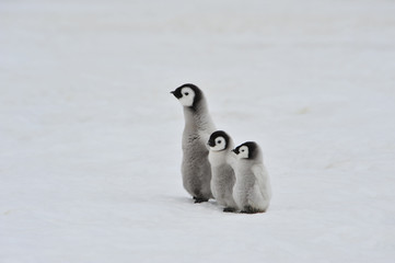 Emperor Penguin chicks in Antarctica