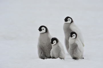 Emperor Penguin chicks in Antarctica