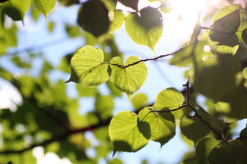 Fototapeta na wymiar leaf tree background backlight sunlight
