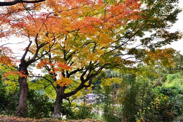 Naklejka premium 用作公園の紅葉