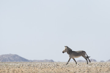 Obraz na płótnie Canvas Hartmaans Mountain Zebra in Namib Naukluft National Park.