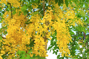 Golden shower flower (cassia fistula) in Thailand