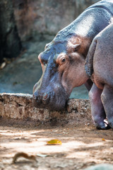 Hippo, hippopotamus in Trivandrum Zoo, Kerala, India