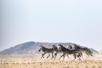 Plakat Hartmaans Mountain Zebra in Namib Naukluft National Park.