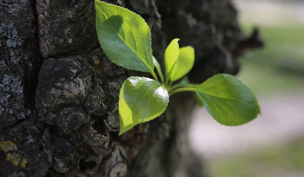 small new leaf on tree