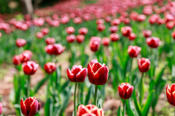 Fototapeta na wymiar Tulip Garden - Spring