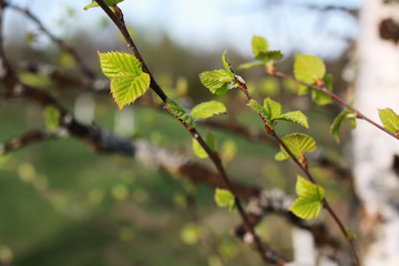 fresh spring leaves on a tree