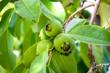 Green guava fruit growing on a tree