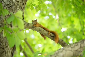 Eichhörnchen auf Kastanie