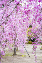 平安神宮の桜