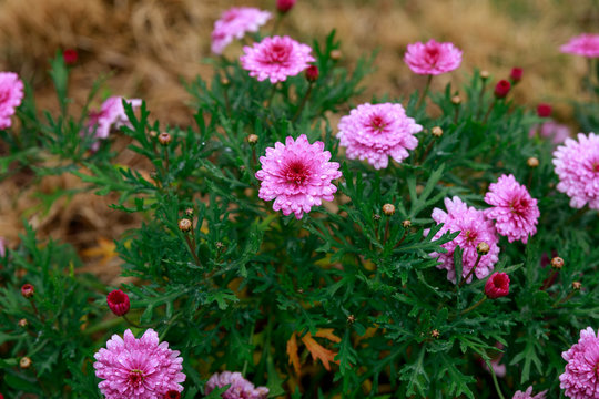 Fototapeta Spring pink dandelion