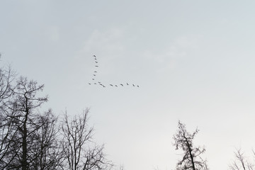 wild geese fly in spring sky, april return of birds