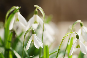 white snowdrops in sunny warm spring days, shallow focus