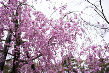 Cherry blossom at Heian Shrine, Kyoto, Japan