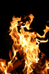 Fototapeta premium Tongues of flame of fire of orange-yellow color from burning fir
