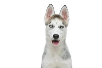 Cute husky puppy dog