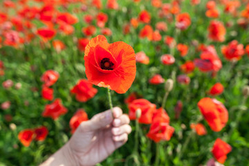 Nature, spring, blooming flowers concept - close-up on red poppy in a hand of a person on a bright red and green background of poppy flowers.