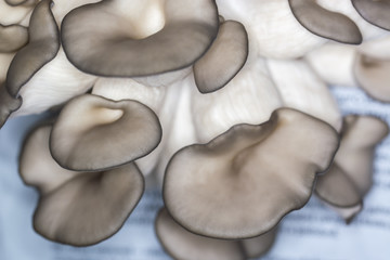 Domestic cultivation of oyster mushroom.