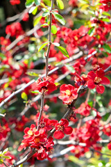 Red Japanese Quince - Chaenomeles speciosa