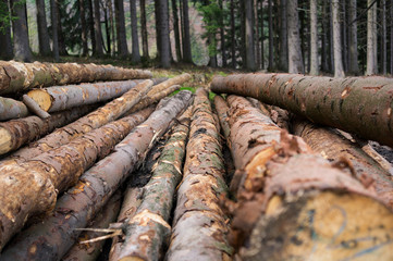 Logging - pile with cutted trunks. Raw wooden material is storaged on mound. Wood and forest is in the background