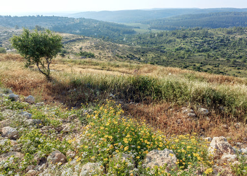 Park Canada near Latrun Monastery, Israel