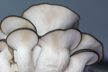 Domestic cultivation of oyster mushroom.