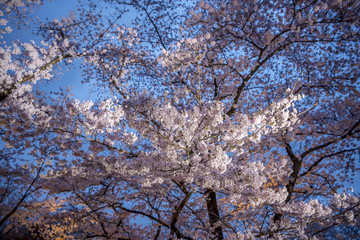 Cherry blossom night view at Kyoto Botanical Gardens