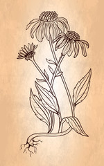 Echinacea flower vintage style illustration