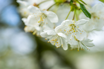 Cherry blossom