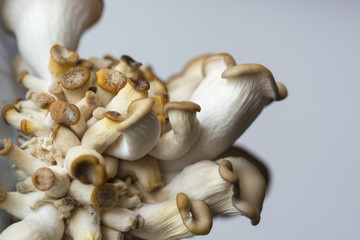 Domestic cultivation of oyster mushroom.
