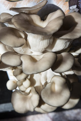 Domestic cultivation of oyster mushroom.