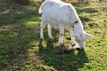 Obraz premium ヤギ