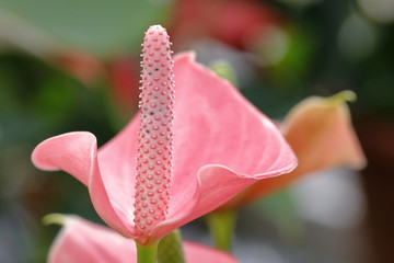 anthurium