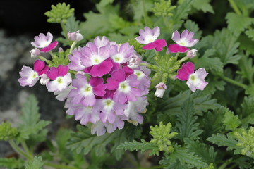 lantana plamt