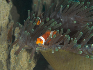 Naklejka na ściany i meble Amphiprion Ocellaris Clownfish In Marine