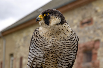 Portrait of a sitting falcon