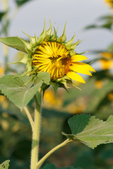 Bud sunflowers in the field with the bright summer sun..