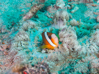 Fototapeta na wymiar Clark's anemonefish