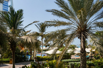 Fototapeta na wymiar Dubai. In the summer of 2016. Oasis of the Jumeirah Beach Hotel on the Persian Gulf.
