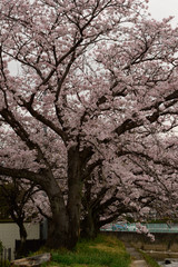 Fototapeta na wymiar 崖っぷちの満開の桜