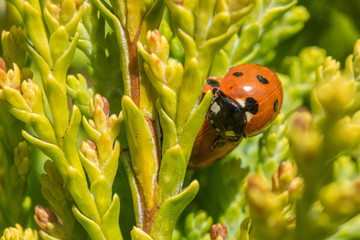 Gute Freunde helfen einander - good friends are helping each other
