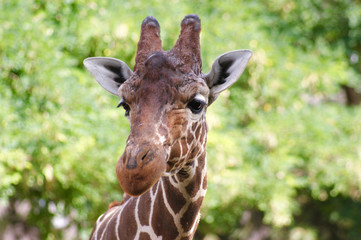 Giraffe's Selfie, Nairobi, Kenya