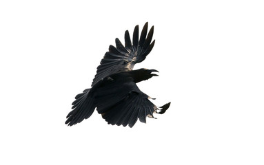 close up feather of black crow flying isolate white background