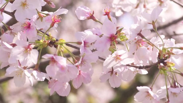 風にそよぐ満開の桜クローズアップ
