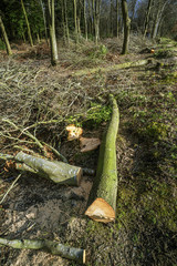 forestry