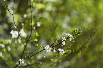 Old photo lens with beautiful background and rings - bokeh. Blossom tree. Nature background. Sunny day. Spring flowers. Beautiful Orchard. Abstract blurred background. Springtime