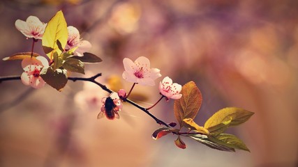 Spring flowers. Beautifully blossoming tree branch. Japanese Cherry - Sakura and sun with a natural colored background.