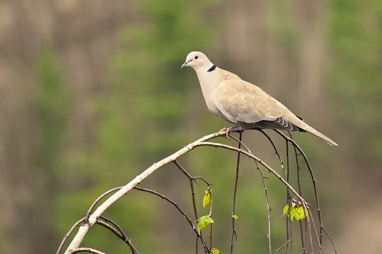 Beautiful image of a bird in a tree. Turtledove - Collared dove (Streptopelia decaocto)