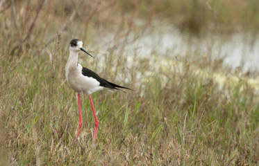 Black-winged stilt (Himantopus himantopus) in the grass, Republic of Kalmykia, Russia
